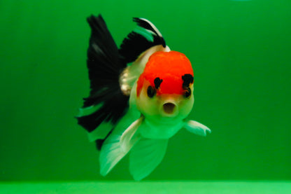 [SINGLE] Tricolor Male Oranda 4-4.5 inches #080125SO_11