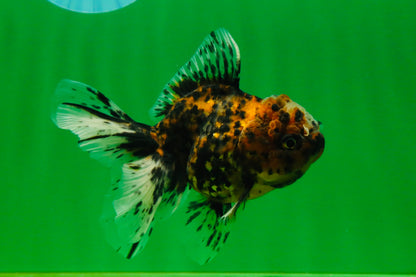 [SINGLE] Pepper Tiger Oranda Female 4.5 inches #080825SO_03
