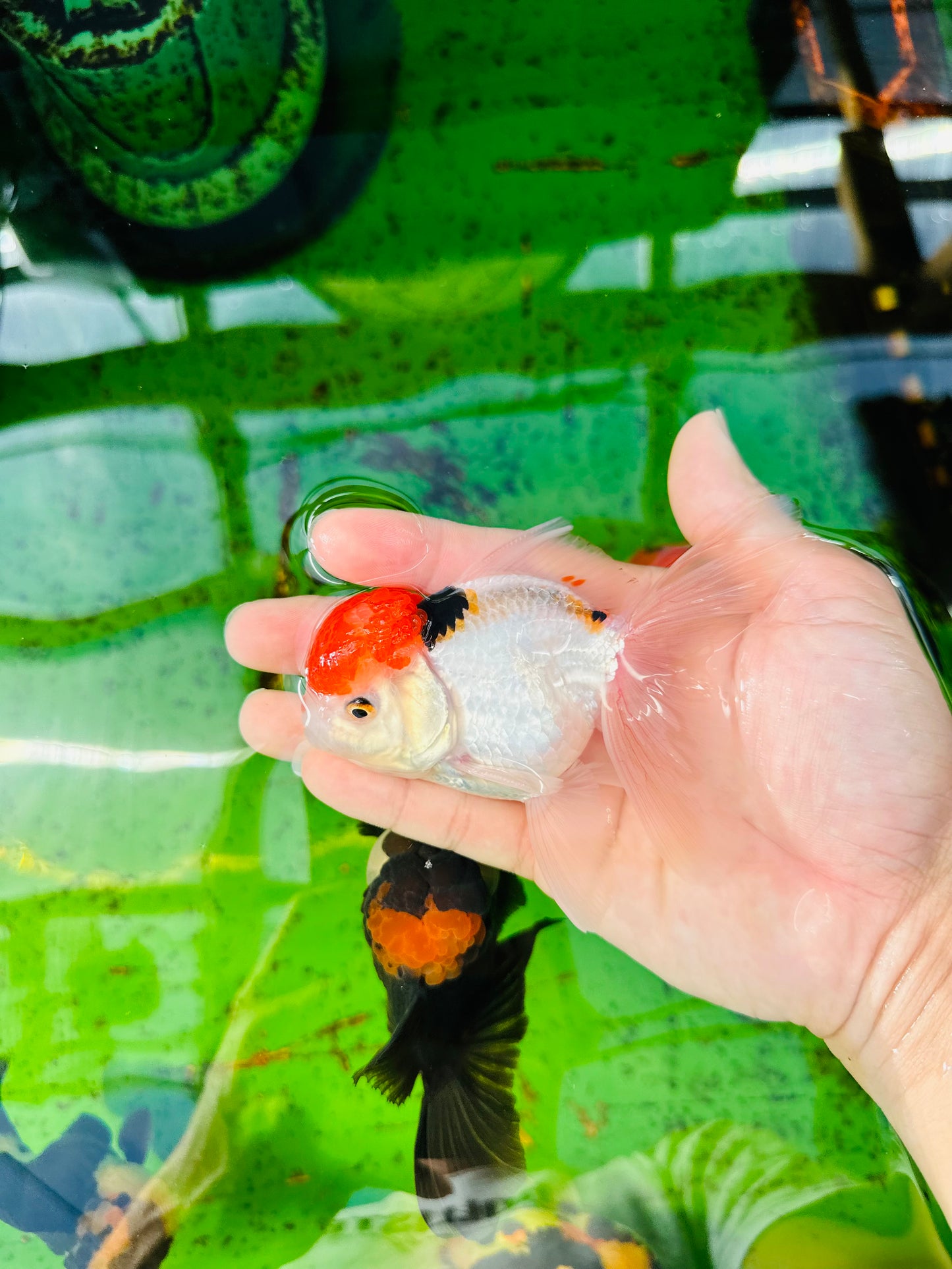 [SINGLE] Red Cap Oranda Male size 4-4.5 inches #112224SO_13