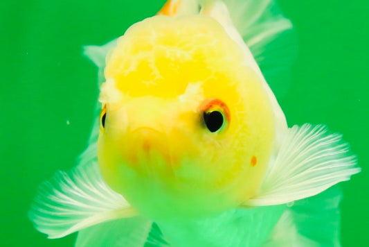 [SINGLE] White Oranda Male 4.5-5 inches #041825SO_03