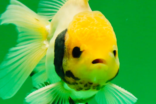 [SINGLE] Lemonhead Button Eyes Oranda Male 4 inches #013125SO_20