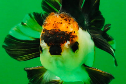 [SINGLE] Tricolor Oranda Male 4 inches #112125SO_04