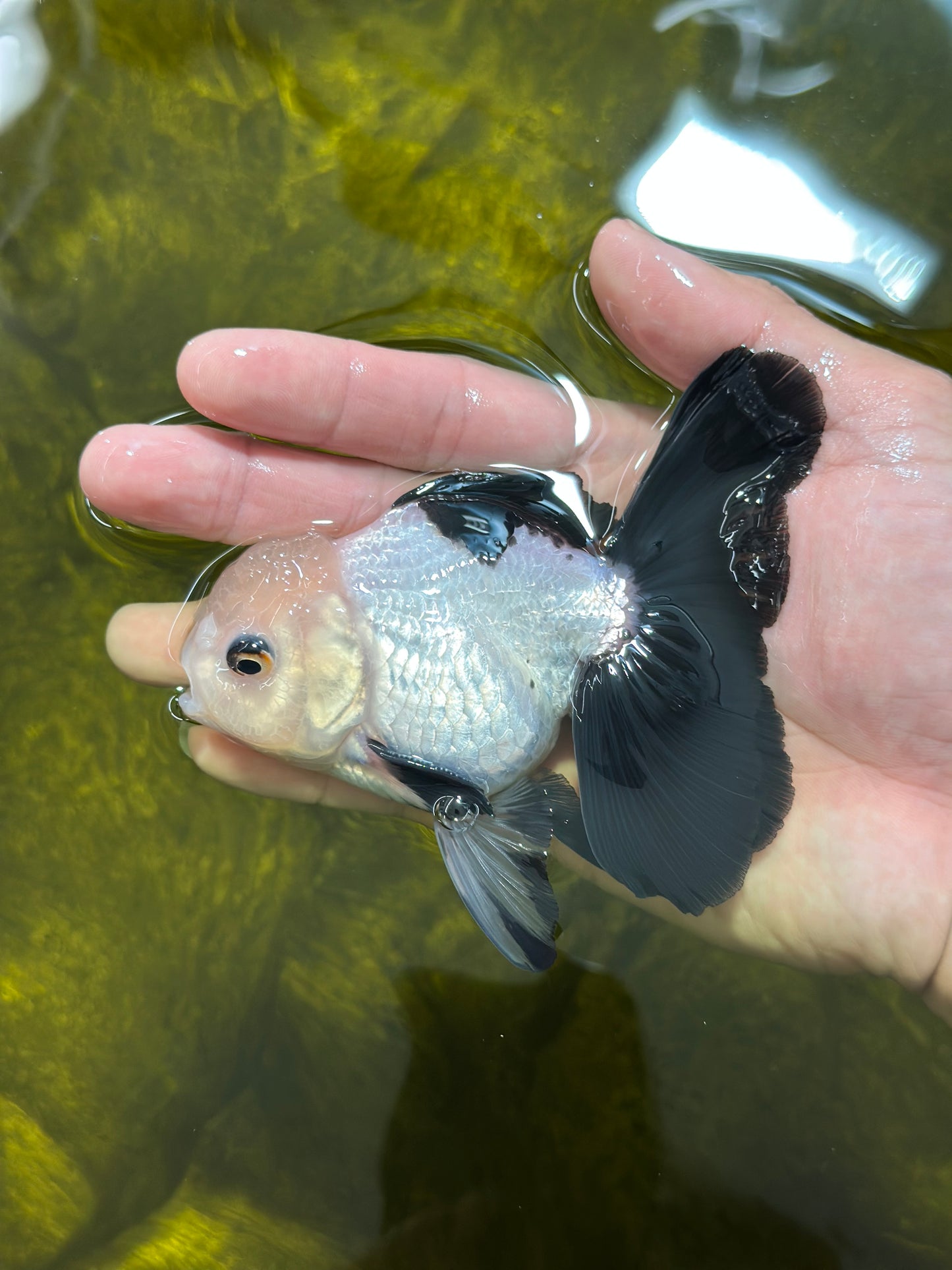 [SINGLE] Panda Oranda Male 4-4.5 inches #112924SO_06