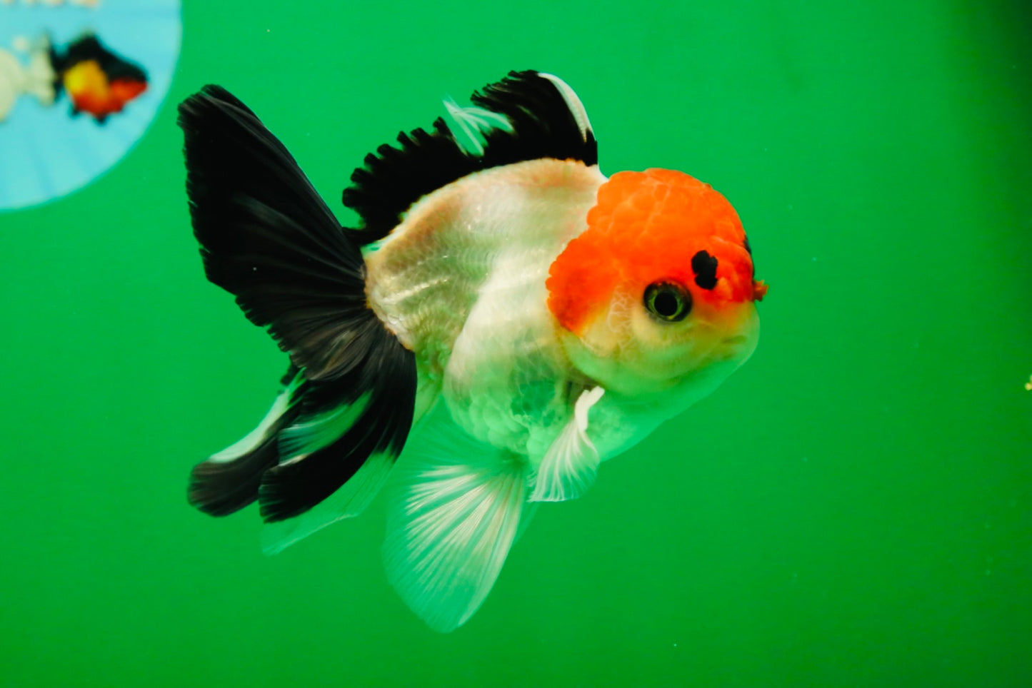 [SINGLE] Tricolor Male Oranda 4-4.5 inches #080125SO_11