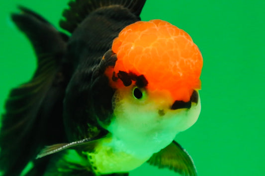 [SINGLE] Panda Oranda Male 4.5 inches #090525SO_06