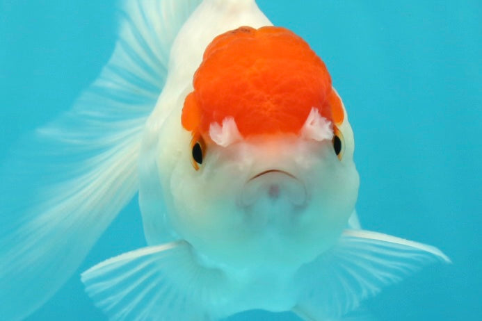 [SINGLE] Tancho Oranda Male 4.5 inches #112924SO_12