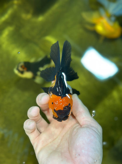 [SINGLE] Tricolor Oranda Female 4 inches #020725SO_11