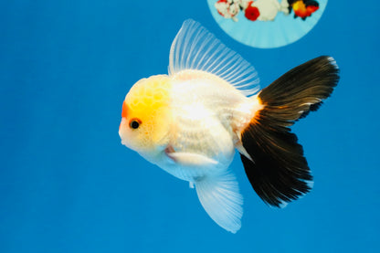 [SINGLE] Tricolor Oranda Male 4 inches #040326SO_07