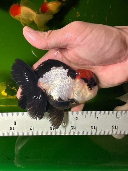 [SINGLE] Oranda tricolor macho de 4 pulgadas #110824SGO_21