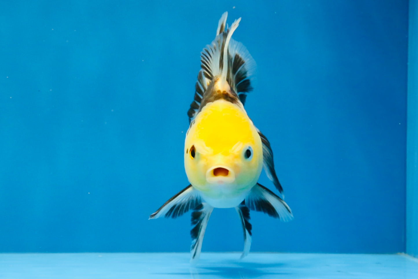 [SINGLE] Tricolor Oranda Male 4.5 inches #041726SO_02