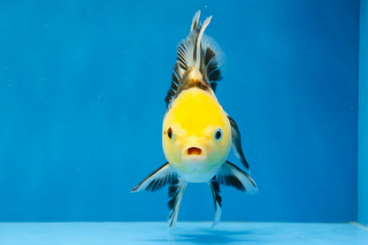 [SINGLE] Tricolor Oranda Male 4.5 inches #041726SO_02