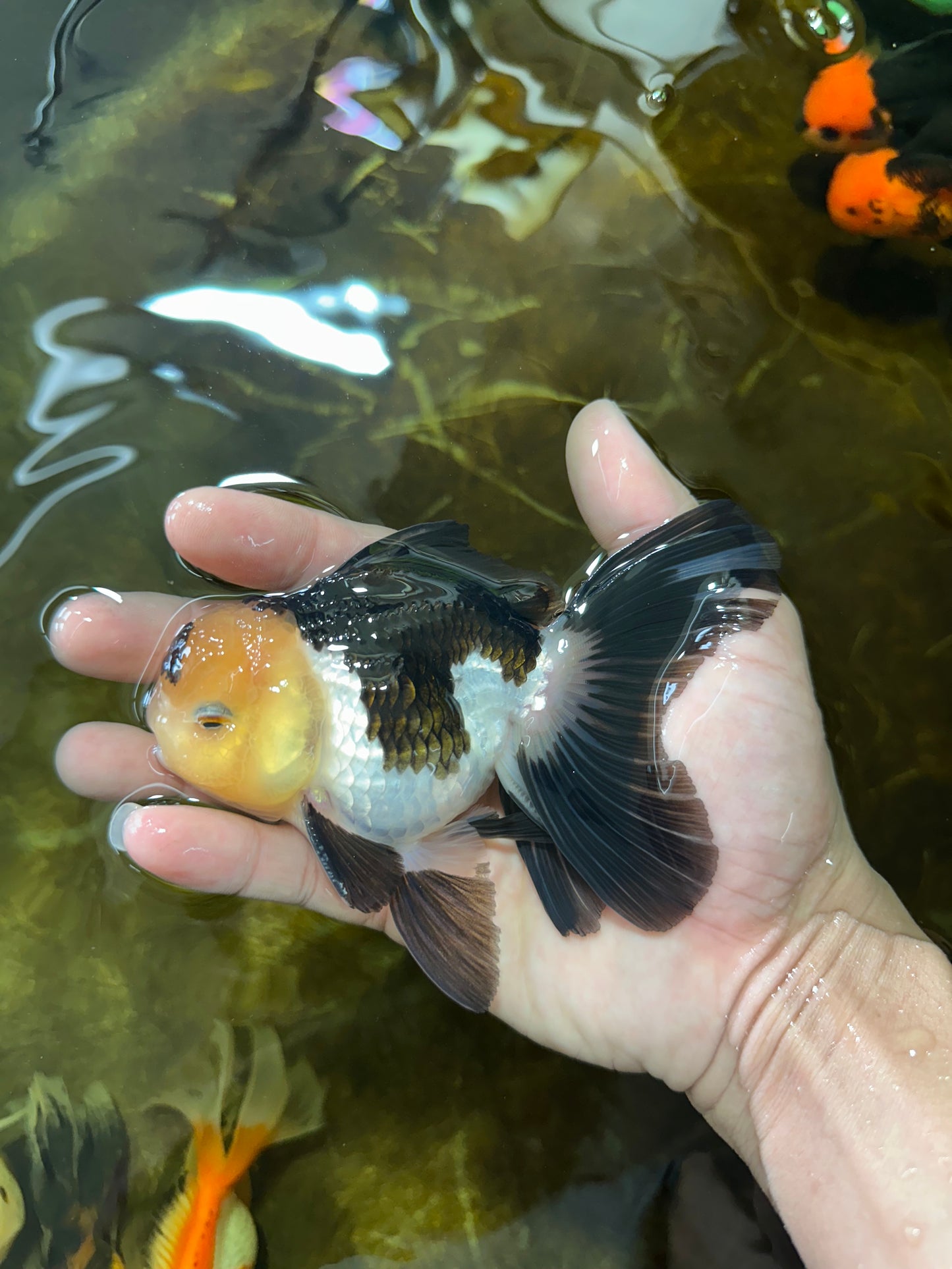[SINGLE] Panda Oranda Male 4.5 inches #081525SO_03