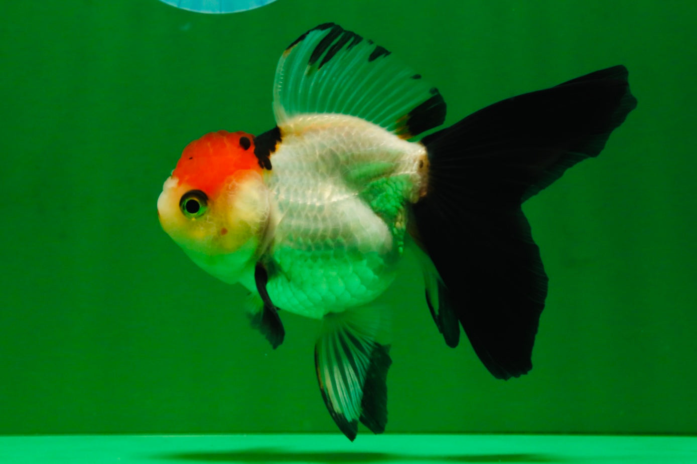 [COUPLE] Tiger Male & Tricolor Female 4-4.5 inches #091925CO_02