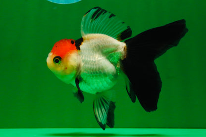 [COUPLE] Tiger Male & Tricolor Female 4-4.5 inches #091925CO_02
