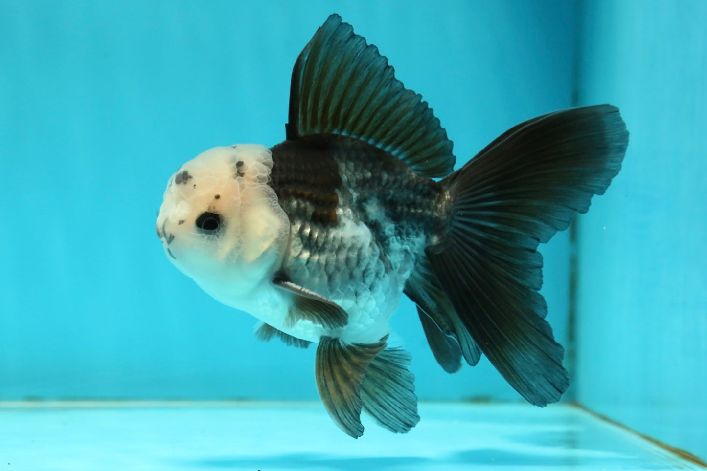 [SINGLE] Panda Oranda Male 4.5 inches #112924SO_08