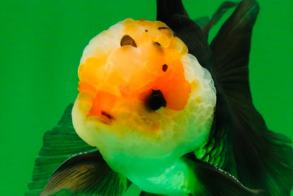 [SINGLE] Tricolor Male Oranda 4.5 inches #101025SO_09