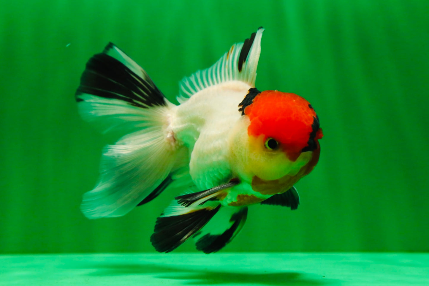 [SINGLE] Tricolor Oranda Male 4.5-5 inches #081525SO_02
