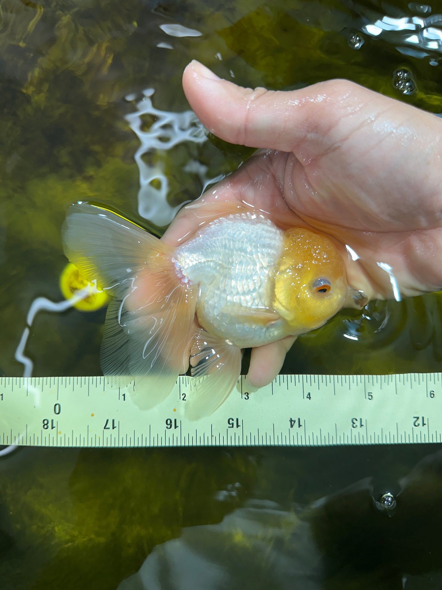 [SINGLE] Lemonhead Oranda Male 4.5 inches #090525SO_07