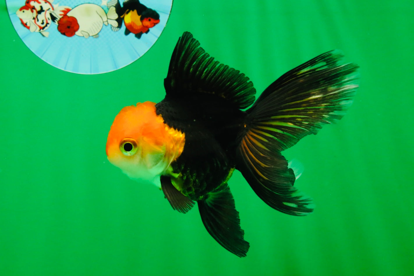 [COUPLE] Tricolor Oranda Male & Female 4-4.5 inches #101025CO_01