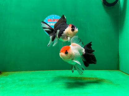 [COUPLE] Red Head Male & Tricolor Button Eyes Female Oranda 4 inches #052325CO_07