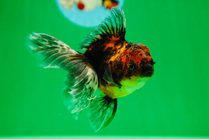 [SINGLE] Tiger Oranda Female 4.5 inches #090525SO_01