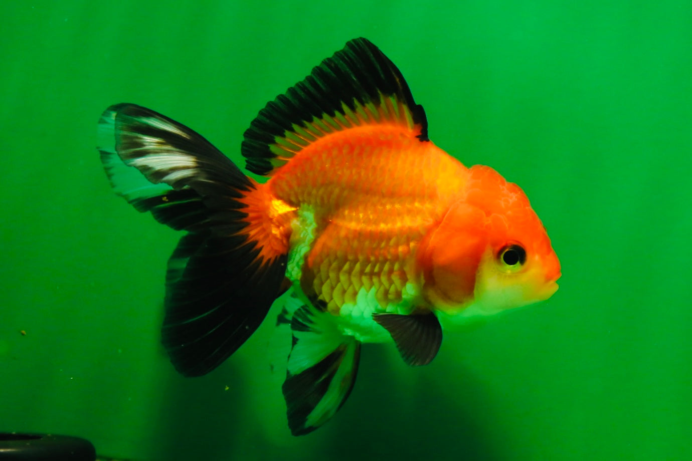 [SINGLE] Tricolor Female Oranda 4-4.5 inches #080125SO_02