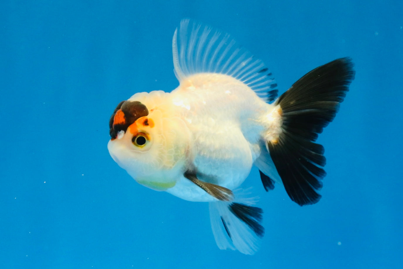 [SINGLE] Tricolor Oranda Male 4 inches #032026SO_04