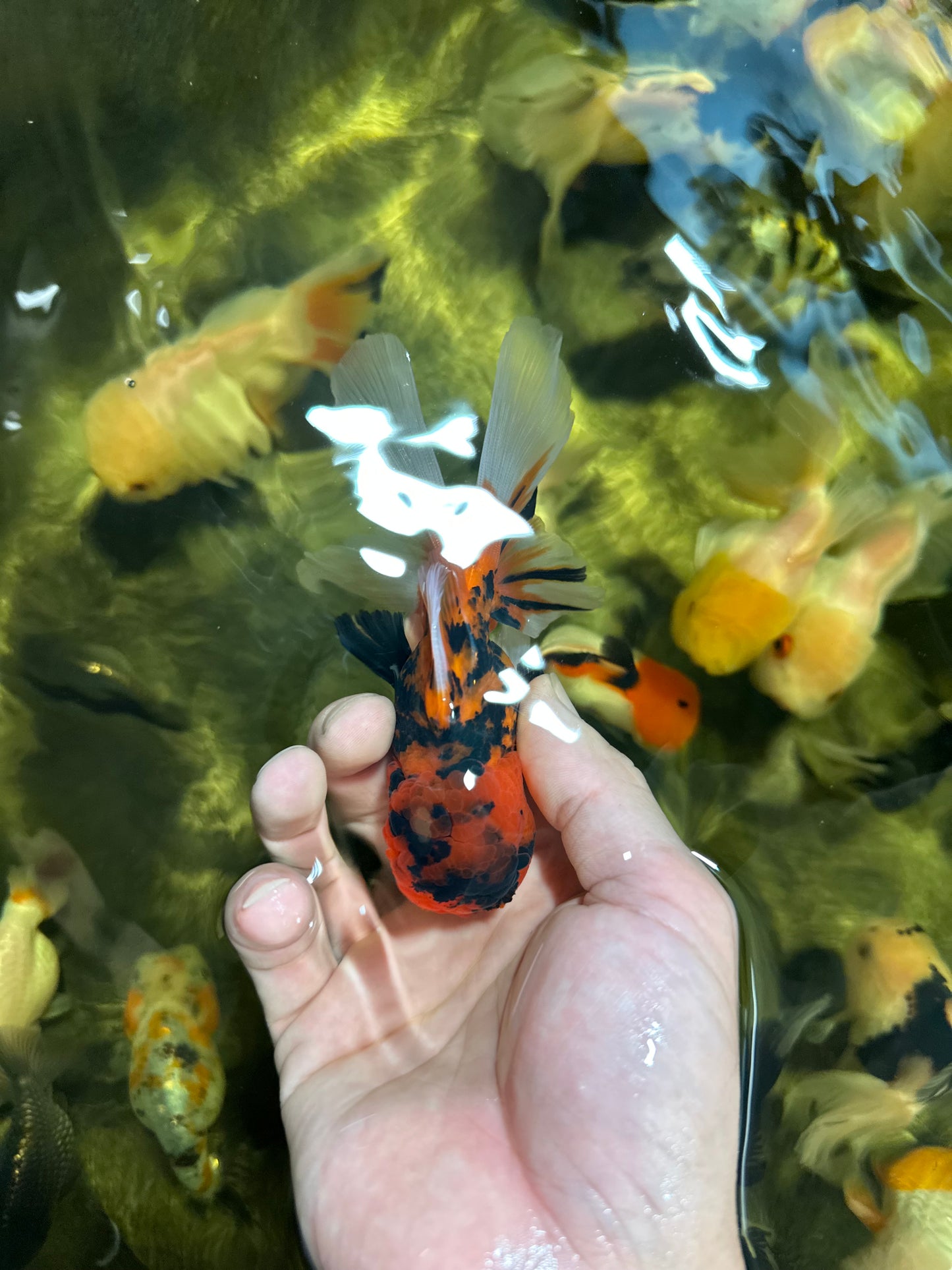 [QUAD] Mix Color All Male Oranda 4.5 inches #051625QO_08
