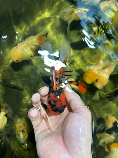 [QUAD] Mix Color All Male Oranda 4.5 inches #051625QO_08