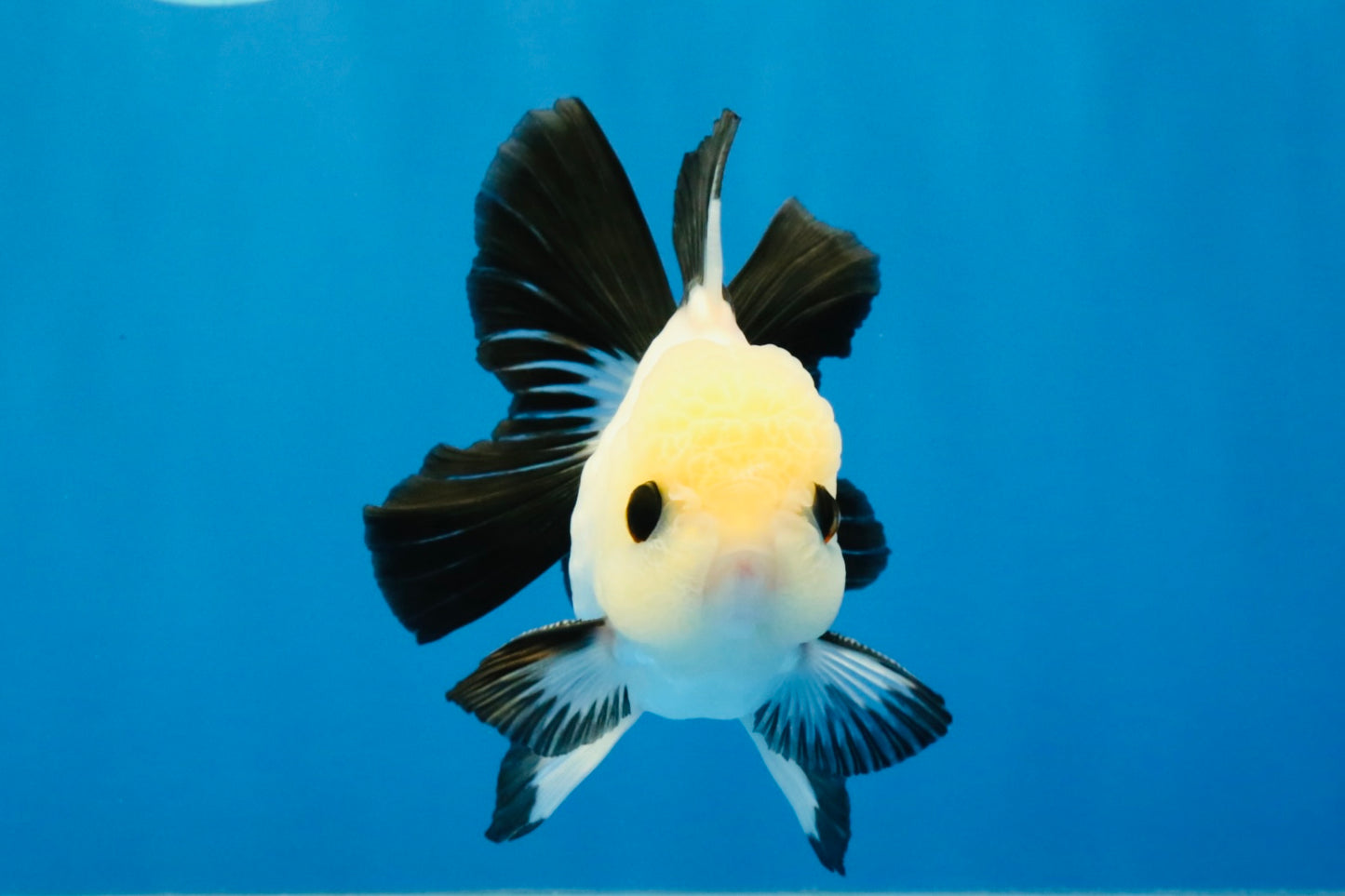[SINGLE] Panda Oranda Male 4-4.5 inches #040326SO_04
