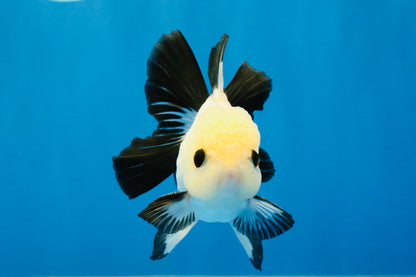 [SINGLE] Panda Oranda Male 4-4.5 inches #040326SO_04