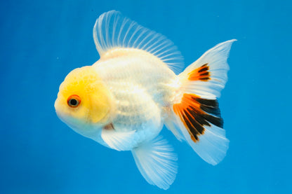 [SINGLE] Tricolor Oranda Male 4.5 inches #031326SO_09