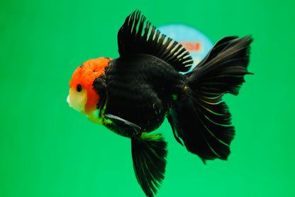 [SINGLE] Tricolor Oranda Male 4.5-5 inches #090525SO_08