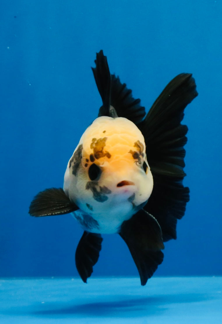 [SINGLE] Panda Button Eyes Oranda Male 4 inches #030626SO_06