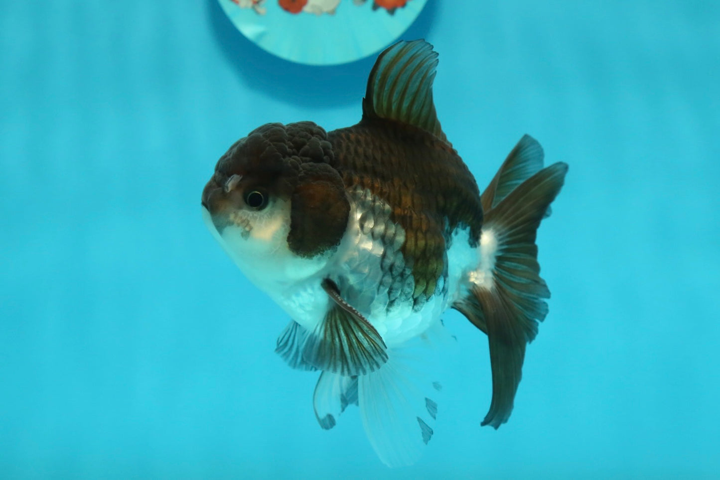 [SINGLE] Panda Oranda Male 4-4.5 inches #112924SO_07