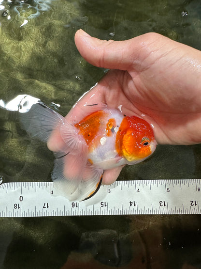 [COUPLE] Sakura Male & Calico Female Oranda 4-4.5 inches #052325CO_01