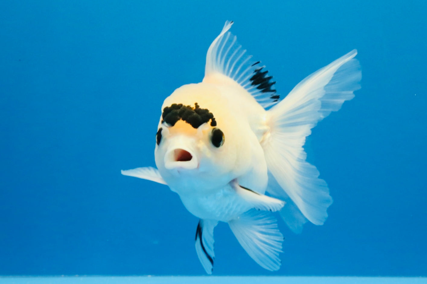 [SINGLE] Panda Button Eyes Oranda Female 4-4.5 inches #031326SO_03
