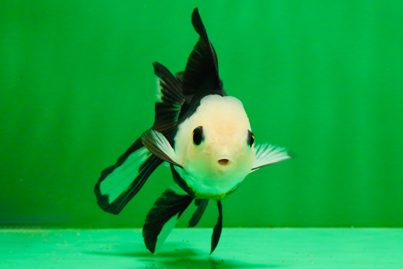 [SINGLE] Panda Button Eyes Oranda Female 4-4.5 inches #111425SO_07