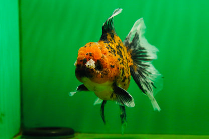 [SINGLE] Tiger Oranda Male 4.5-5 inches #080825SO_08