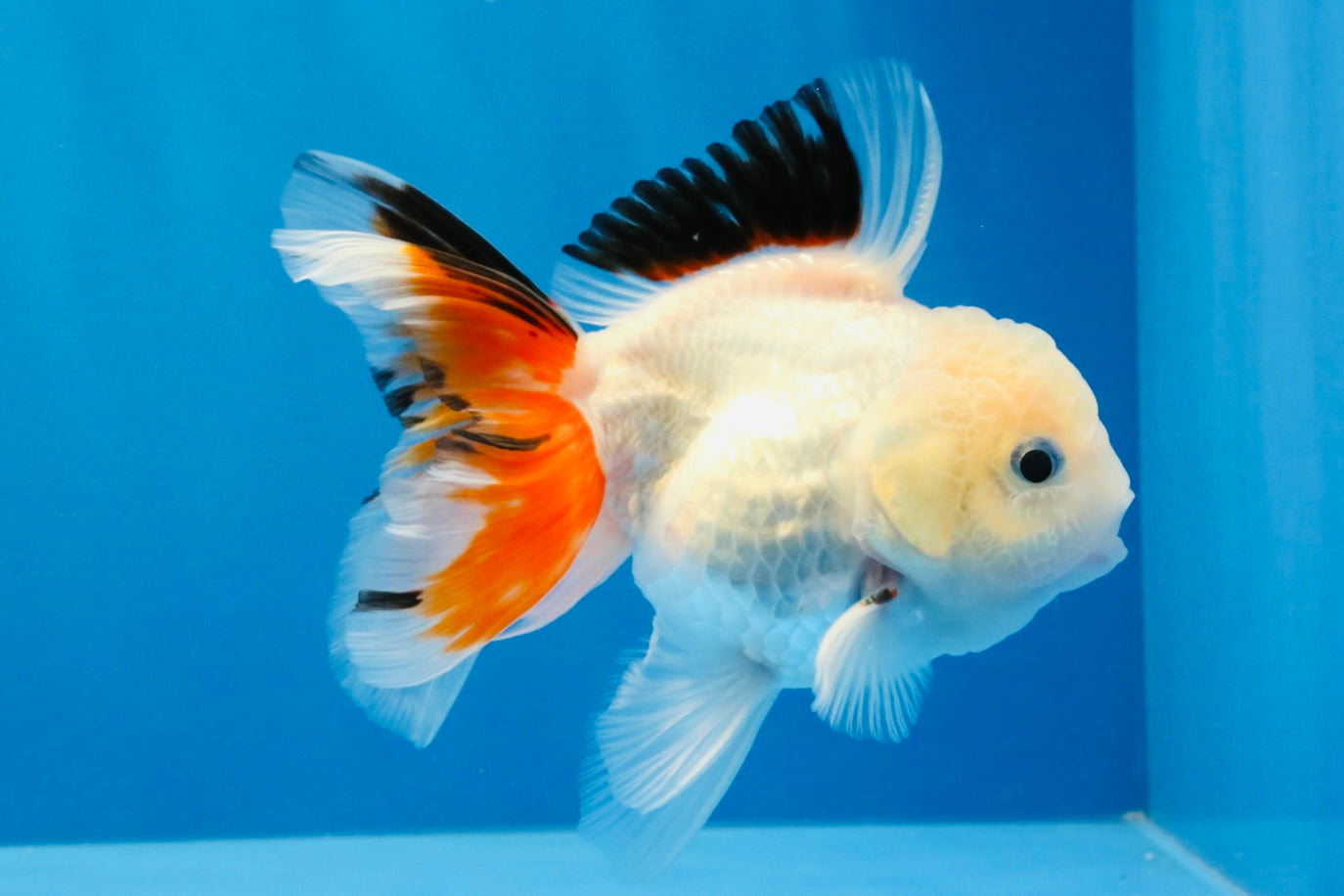 [SINGLE] Tricolor Oranda Male 4 inches #032026SO_05
