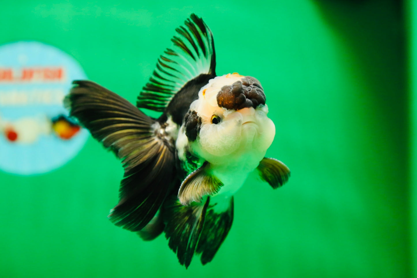 [SINGLE] Panda Oranda Male 4.5 inches #090525SO_04