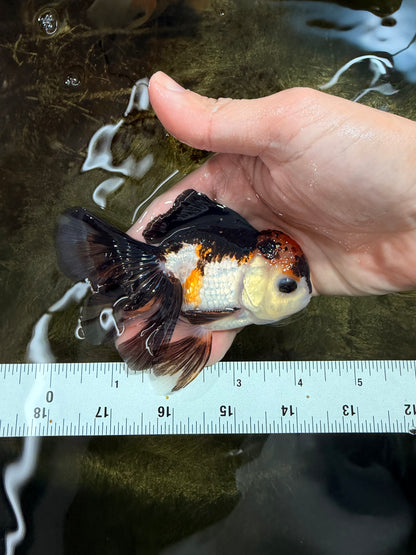 [SINGLE] Tricolor Oranda Male 4 inches #112125SO_04
