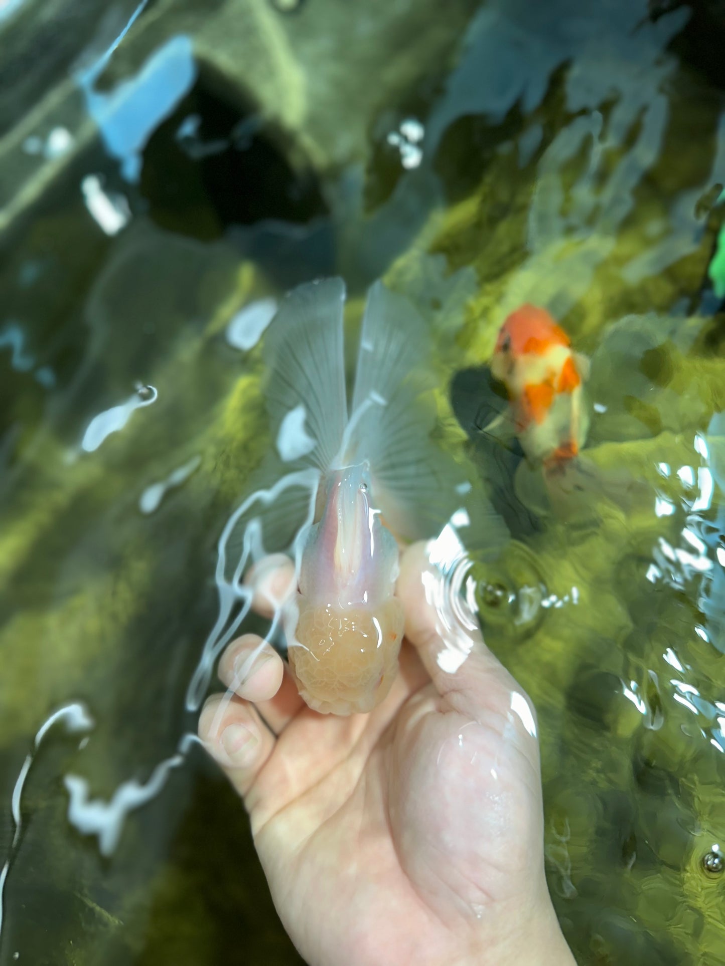 [SINGLE] White Oranda Male 4.5 inches #041825SO_05