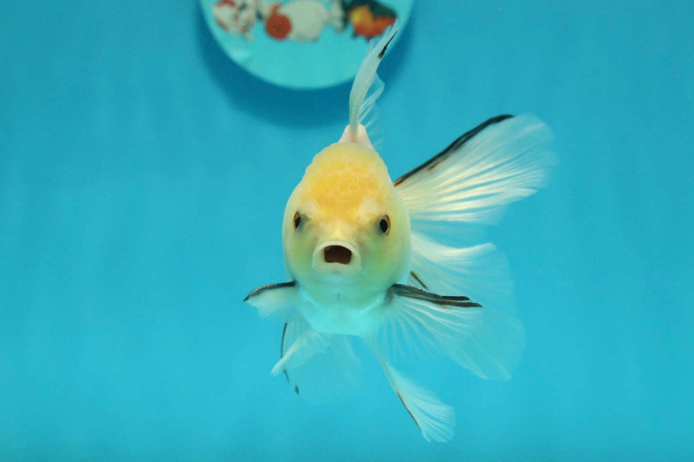 [SINGLE] White Oranda Male 4-4.5  inches #112924SO_13