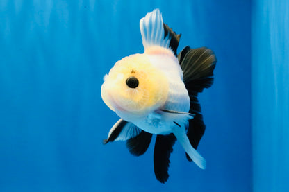 [SINGLE] Panda Button Eyes Oranda Male 4-4.5 inches #031326SO_08