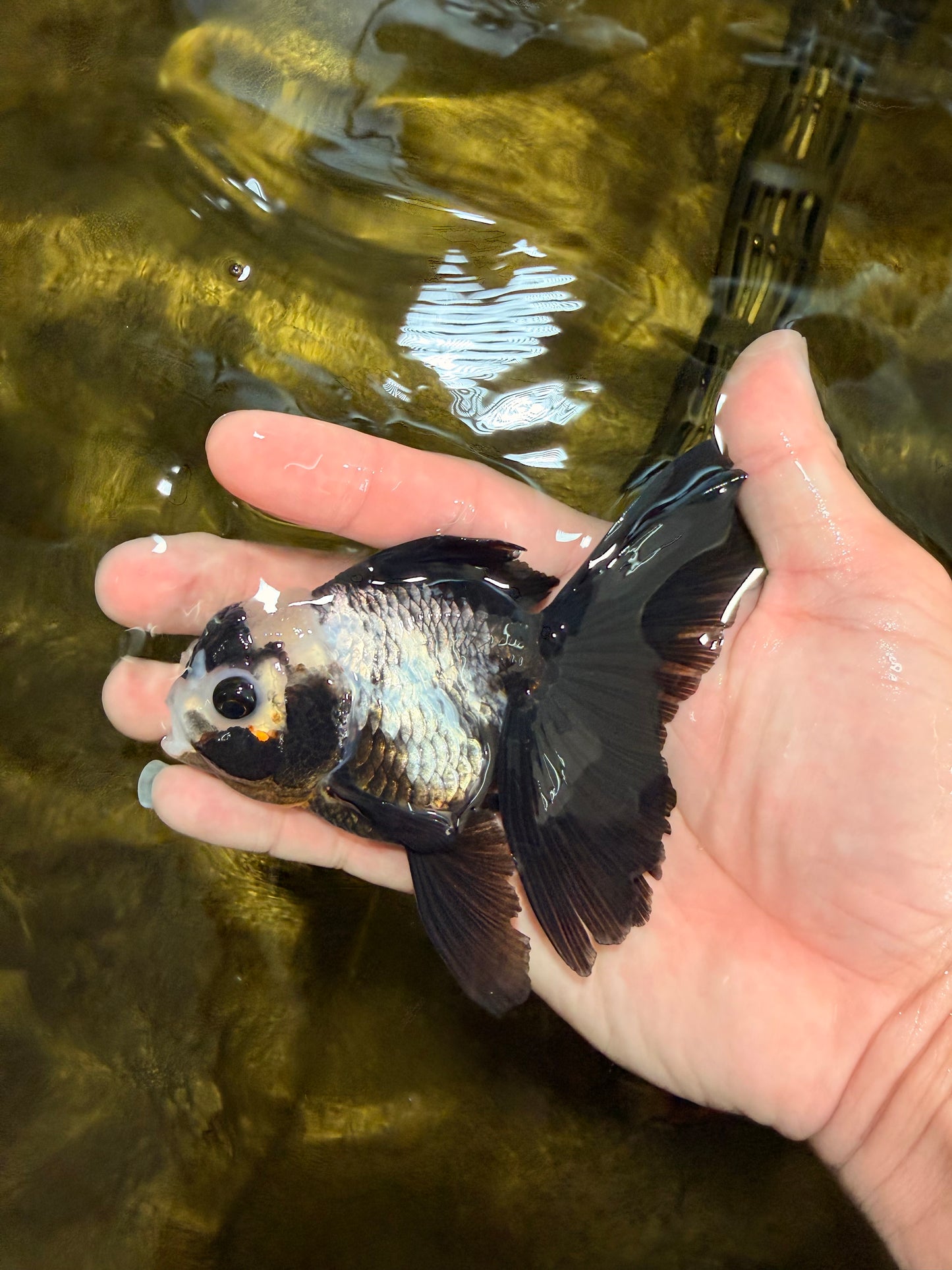 [SINGLE] Panda Oranda Female 4 inches #032026SO_02
