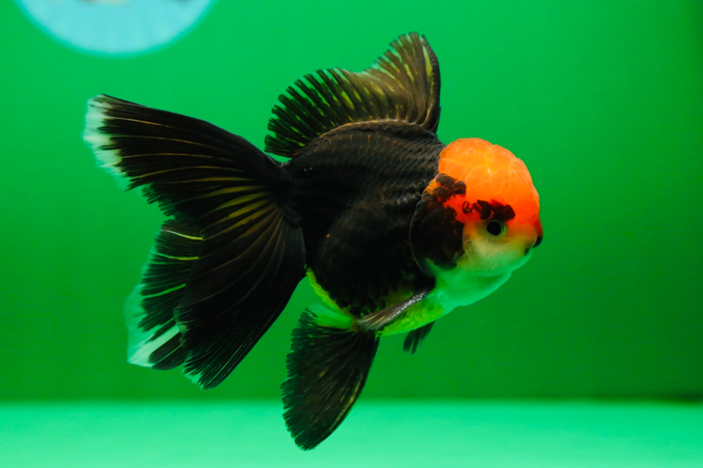 [SINGLE] Panda Oranda Male 4.5 inches #090525SO_06