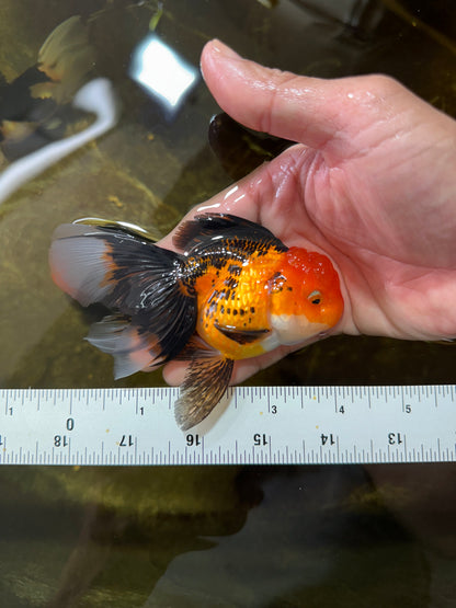 [SINGLE] Apache Oranda Female 4 inches #081525SO_09