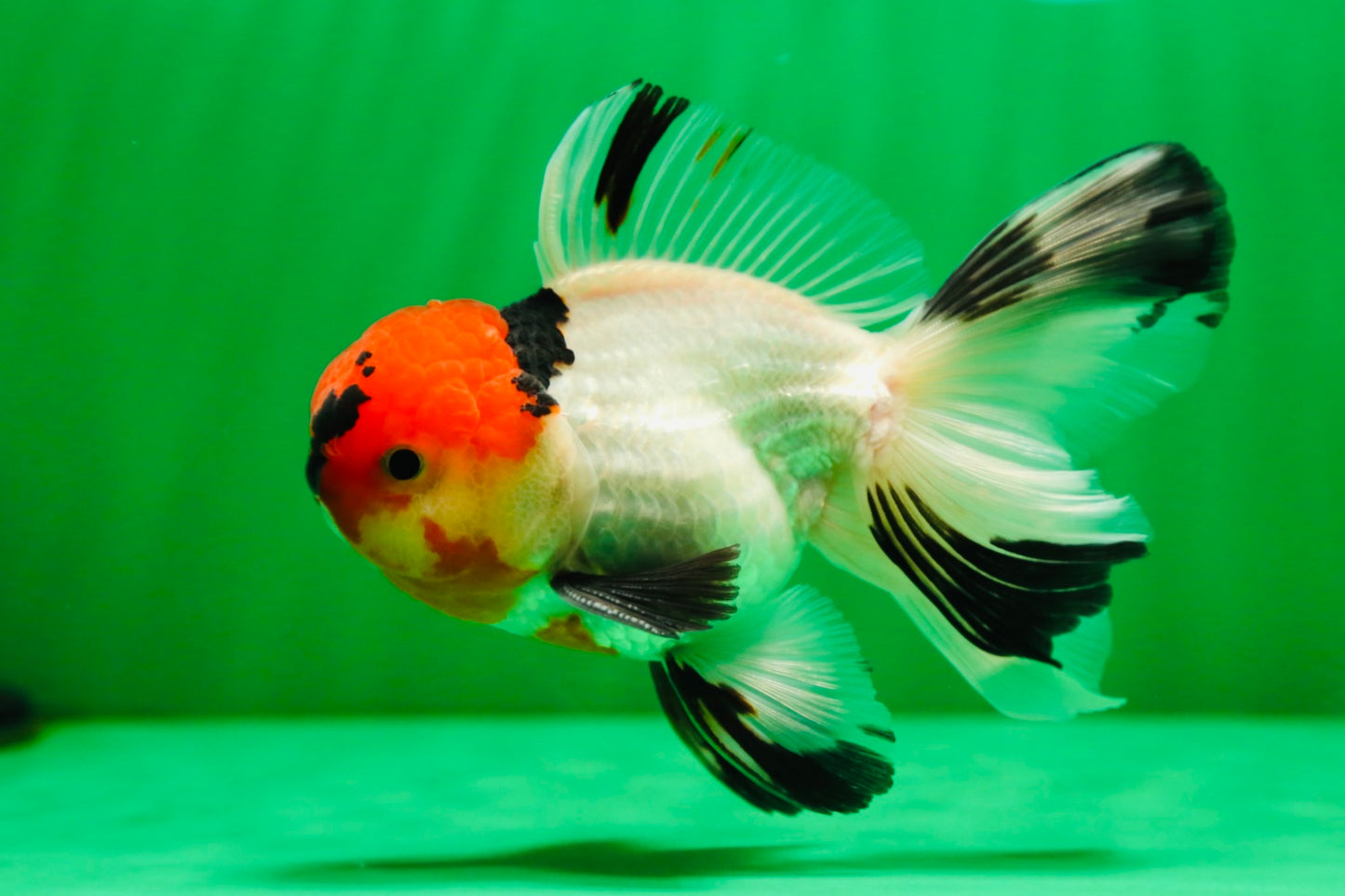 [SINGLE] Tricolor Oranda Male 4.5-5 inches #081525SO_02