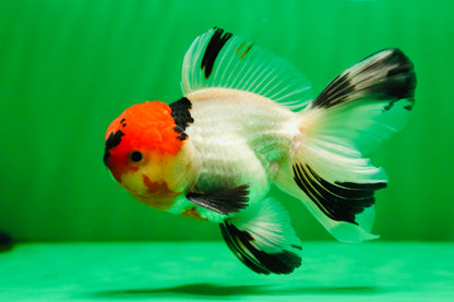 [SINGLE] Tricolor Oranda Male 4.5-5 inches #081525SO_02
